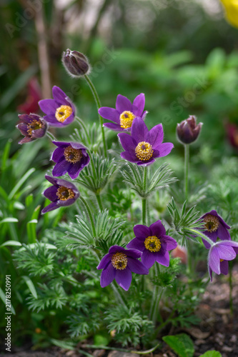 Foto Pulsatilla vulgaris rich bouquet of flowering plants, purple violet pasqueflower