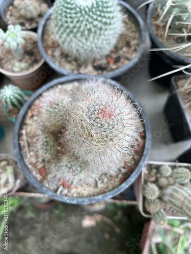 Fotografía A clumping, globular cactus that appears to be a species from the Mammillaria ge