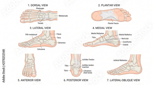 Anatomical Diagram Showing Human Foot Bones And Skeleton Structure From Multiple Angles And Views