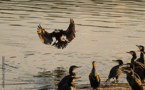 Fotografie A great cormorant with wings spread weirdly comes in to land with feathers splayed, to join a flock of cormorants standing around on the shore of Lake Curalo in Eden in New South Wales, Australia