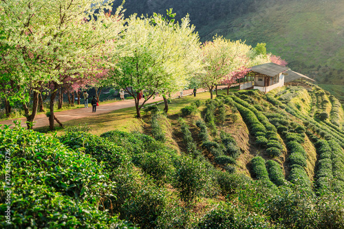 Landscape of Tea plantation with Wild himalayan cherry blossom  at Doi Ang Khang in Chiang mai, Thailand