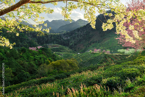 Landscape of Tea plantation with Wild himalayan cherry blossom  at Doi Ang Khang in Chiang mai, Thailand