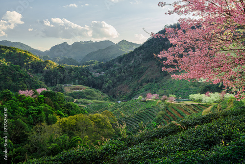 Landscape of Tea plantation with Wild himalayan cherry blossom  at Doi Ang Khang in Chiang mai, Thailand