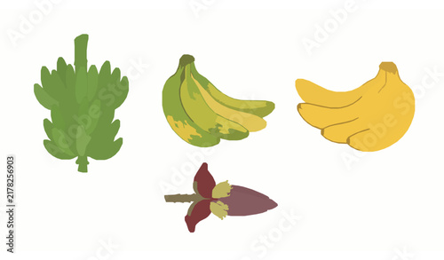Banana ripening process with green yellow and ripe fruit stages and flower inflorescence vector