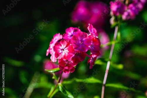Pink phlox