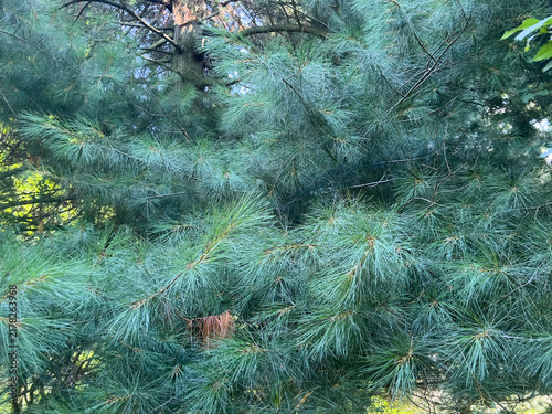 Close-up of Eastern White Pine (Pinus strobus) branches