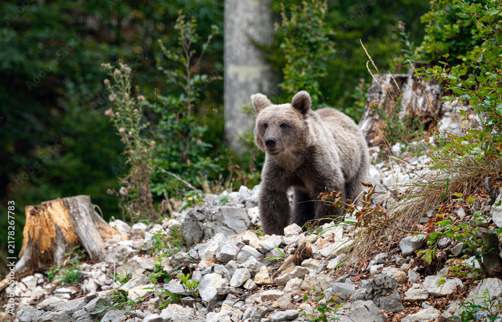 Obraz premium Brown Bear Coming out of the Forest