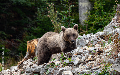 Fotografie Young Brown Bear Walking out of the Forest
