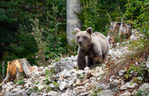 Obraz na płótnie Brown Bear Coming out of the Forest