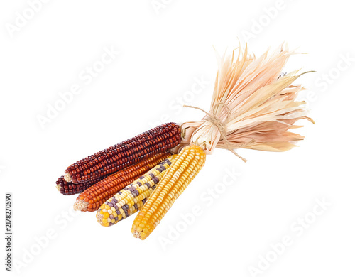 Colorful Indian Corn Bundle Tied Together, PNG Transparent Background
