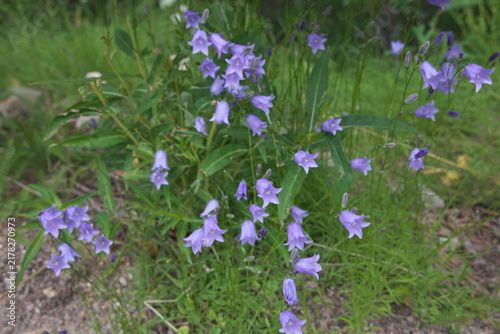 北欧に咲く紫の花