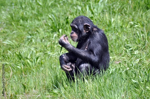 Schimpansen im Leipziger Zoo