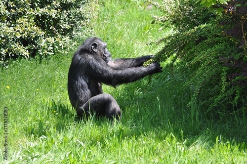 Schimpansen im Leipziger Zoo