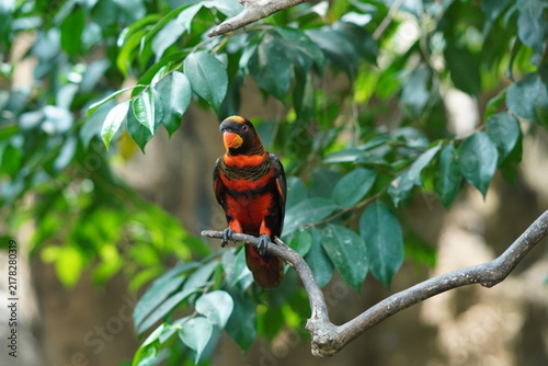 Quadro su tela Dusky lory bird on the branch