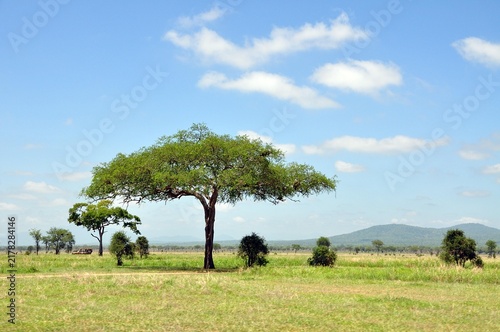 Mikumi-Nationalpark Tansania