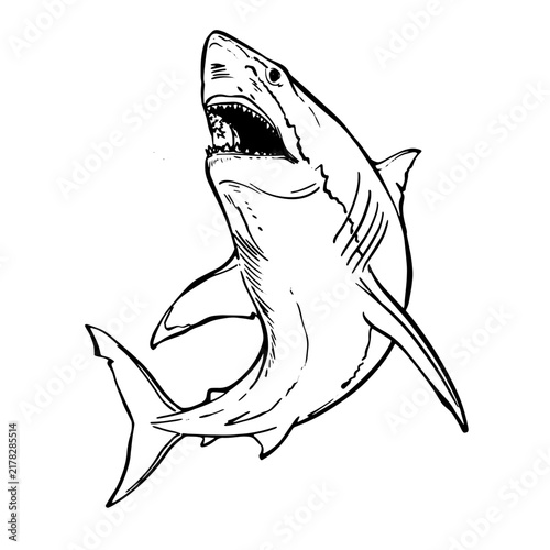 Dynamic line art illustration of a powerful great white shark swimming upward with jaws wide open in vector style.
