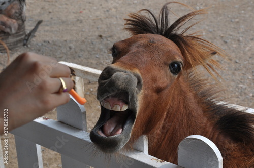 Картината върху платно Funny pony with mouth wide open being fed a carrot by hand