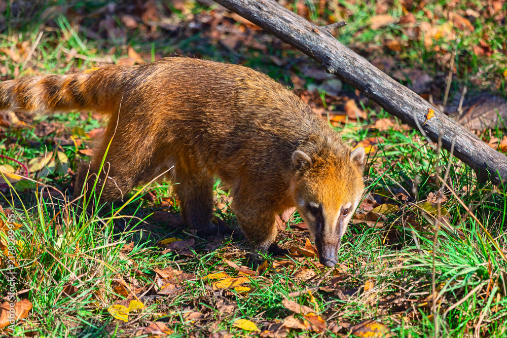 Fototapeta premium Coati forages on ground among leaves. Fallen tree branch lies angled behind the raccoon relative as it sniffs the earth