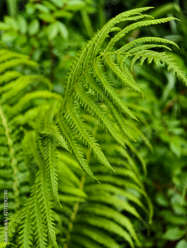 bright green male fern in a city park