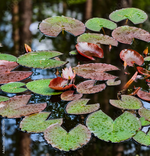 beautiful lily in a pond, among red-green leaves