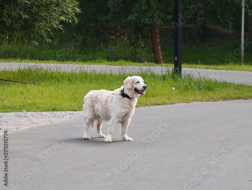dog is a representative of one of the large retriever breeds