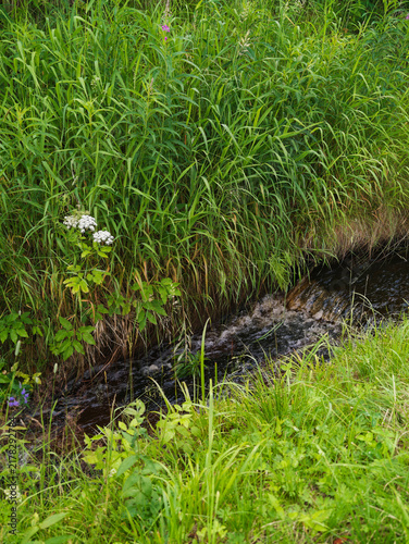 forest stream flowing among thick green grass