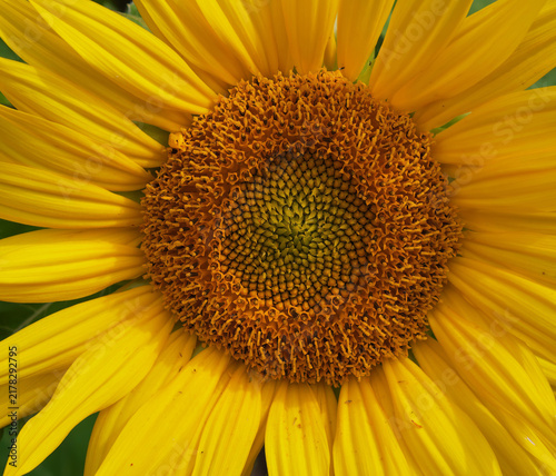 center of a sunflower flower, consists of thousands of small tubular flowers