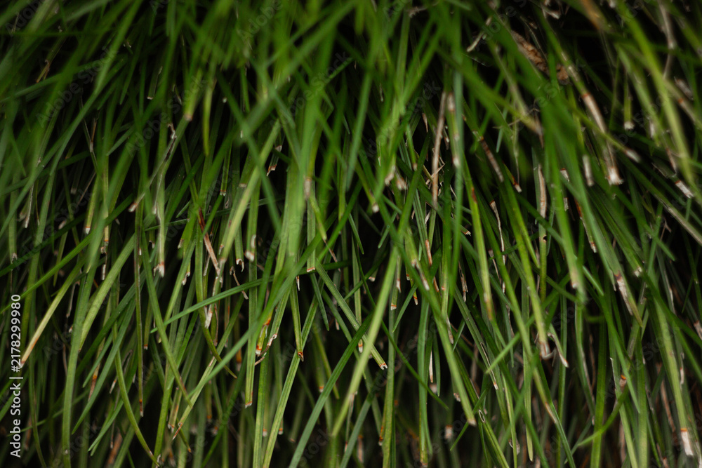 Obraz premium green grass background