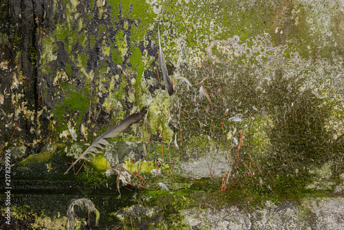 Foto green moss on the wall grange background