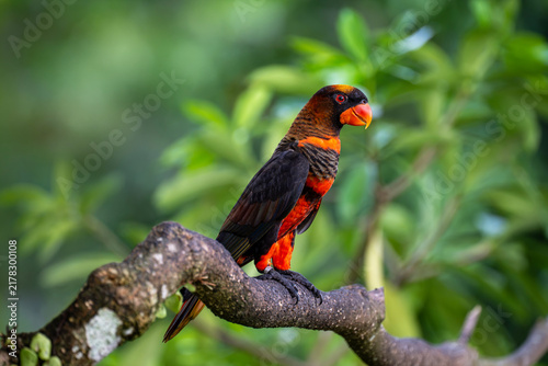 Quadro su tela Dusky lory (Pseudeos fuscata) is a species of parrot also known as white-rumped