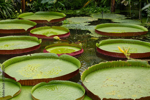 Giant Water Lillies, Kew Gardens, London