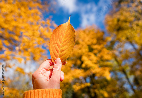 Woman's hand holds autumn maple leaf against blue sky. Cozy fall atmosphere. Concept of rest and relaxation in autumn park. Selective focus.