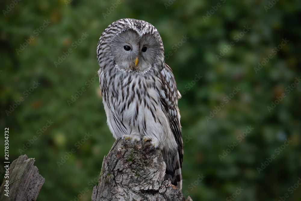 Fototapeta premium The Ural owl (Strix uralensis) is a large nocturnal owl.