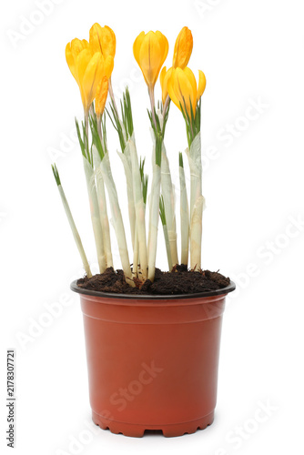 Tapety artystyczne Yellow crocus in pot