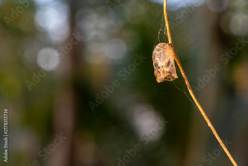 Bild auf Leinwand Empty translucent insect cocoon hanging on dry twig