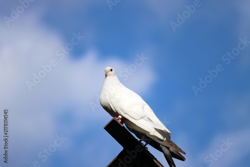 Quadro su tela beautiful white dove sits peacefully on the roof of a dovecote against a blue sky on a sunny day