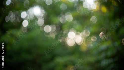 Soft bokeh lights shining through lush green foliage creating dreamy natural outdoor ambiance