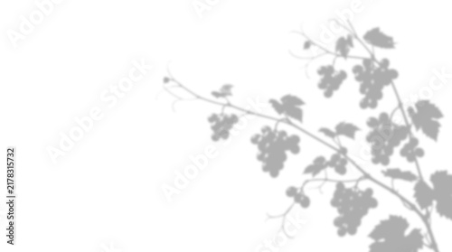 Shadow of grape vine isolated on transparent background