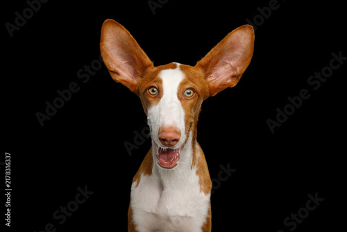 Quadro su tela Ibizan Hound grins with mouth curved in smile, huge ears fly outward in delighte