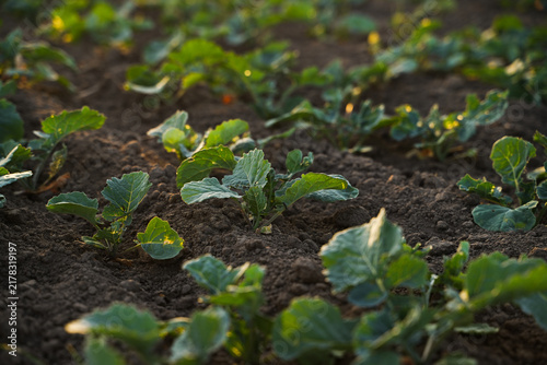 Fotografía Young rapeseed seedlings emerging from fertile soil at sunrise, early oilseed cr