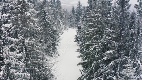 A dense spruce forest sheltering the snow-capped hills of the Carpathian Mountains and daring skiers descending the wide tropics in the forest