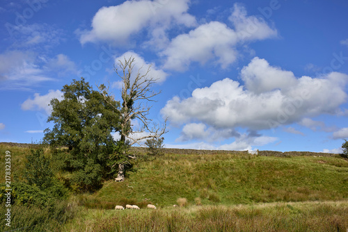 A sunny, late August afternoon and a view east towards Black Brook Wood with sheep grazing beneath an Ash with die back disease and one unidentified healthy tree