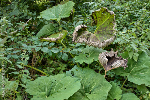 Butterbur (Petasites hybridus) growing on the verge near the river Dunsop in Lancashire