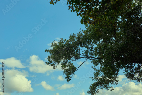 Blue sky and white clouds seen through the silhouette of tree leaves