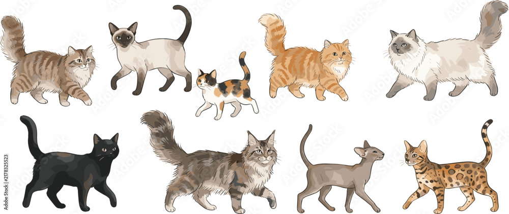 Fototapeta premium Realistic cat breeds walking side view collection vector illustration with siamese maine coon persian bengal black and tabby cats isolated on white background