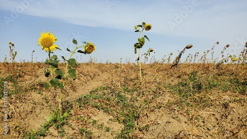 Trockenheit und Sonnenblumen