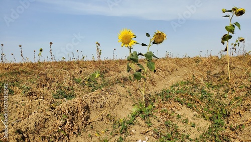 Sonnenblume auf trockenem Acker 