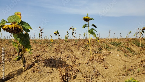 Vereinzelte Sonnenblumen auf trockenem Acker 