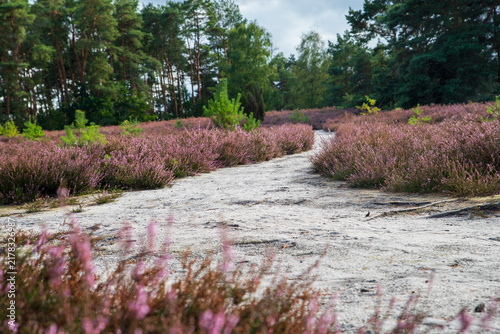 Heller Sandweg führt durch blühende Besenheide (Calluna vulgaris) in Richtung Kiefernwald. Violette Heideflächen säumen den natürlichen Weg durch die Spätsommerlandschaft.