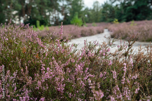 Blühende Besenheide (Calluna vulgaris) im Vordergrund eines hellen Sandwegs durch die Heidelandschaft. Selektive Schärfe verbindet Heideblüten mit natürlicher Wegführung.